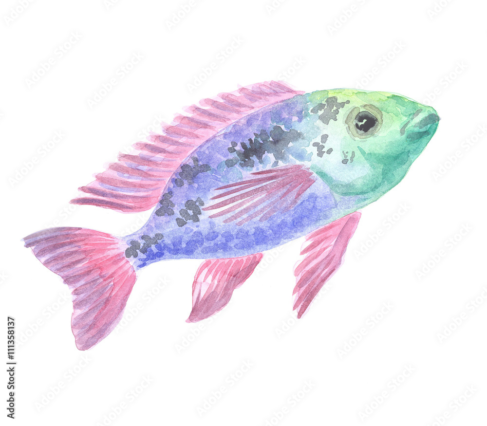 Fototapeta premium Exotic decorative fish on a white background. Watercolor painting