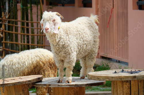 Photos angora goat