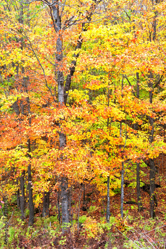 Beautiful Colorful Autumn Leaves