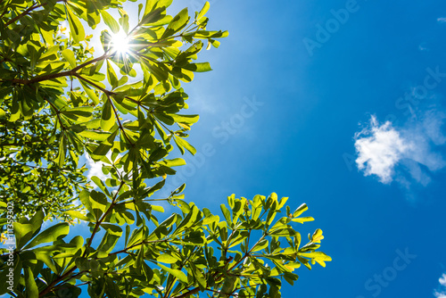Green leaves against blue sky
