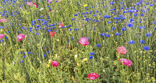 fields of wildflowers in bloom