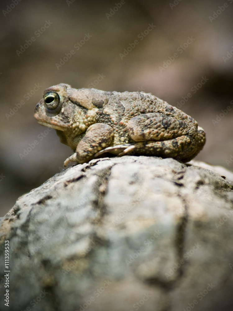 Portrait of an American Toad (Bufo americanus) in Chewacla State Park in Auburn Alabama.