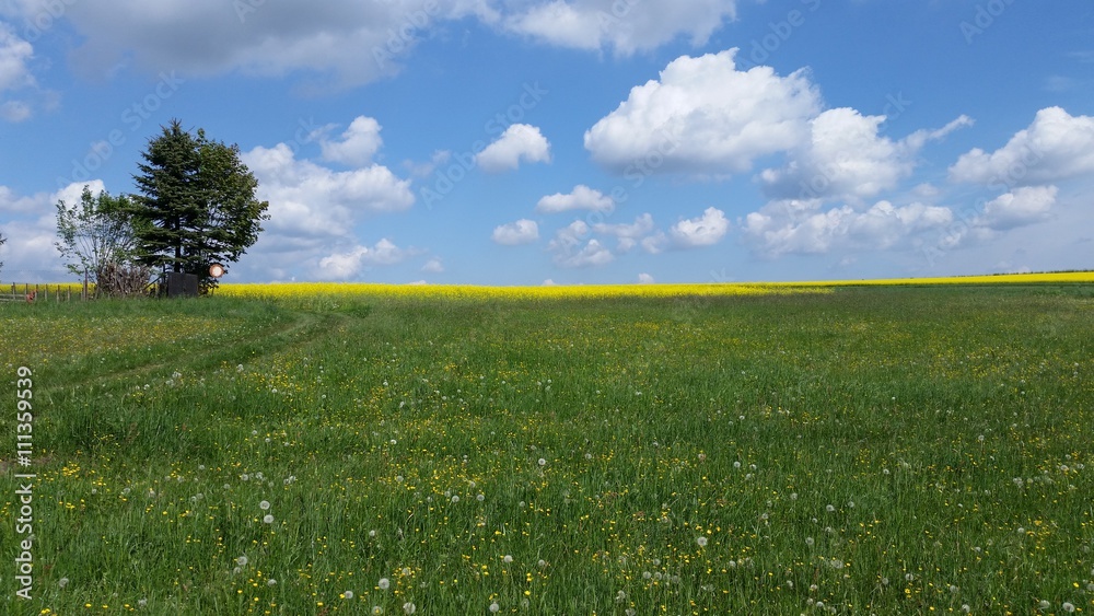 Wildblumenwiese mit Rapsfeld und Baum