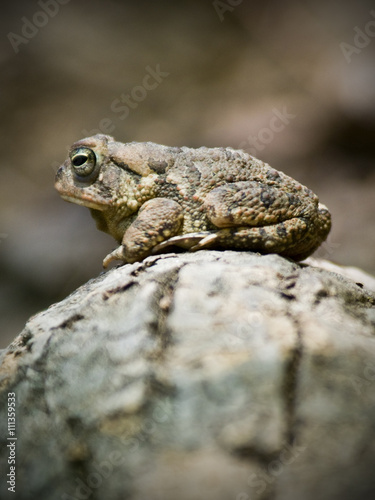 Portrait of an American Toad (Bufo americanus) in Chewacla State Park in Auburn Alabama.