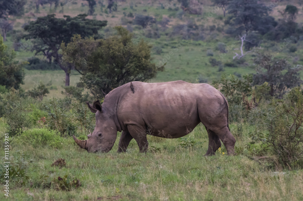 Rhinoceros grazing in the Weldgevonden Game Reserve in South Africa Rhinoceros grazing in the Weldgevonden Game Reserve in South Africa