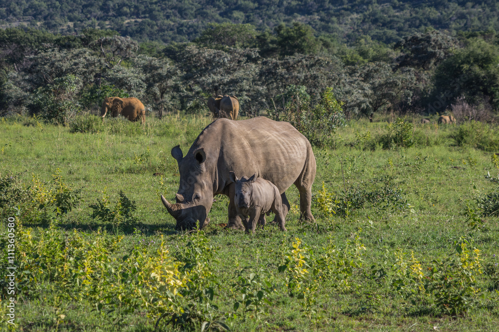 Rhinoceros grazing in the Weldgevonden Game Reserve in South Africa Rhinoceros grazing in the Weldgevonden Game Reserve in South Africa