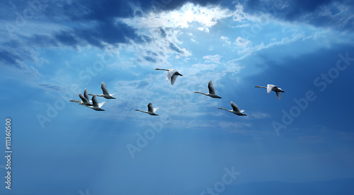 Blue sky with flying birds natural background panoramic view