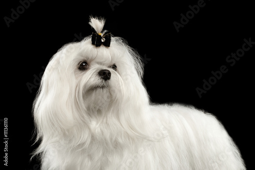 Closeup Portrait of Serious White Maltese Dog with tie Looking in Camera isolated on Black background