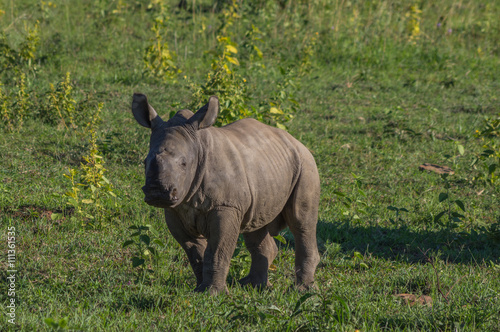 Rhinoceros grazing in the Weldgevonden Game Reserve in South Africa
