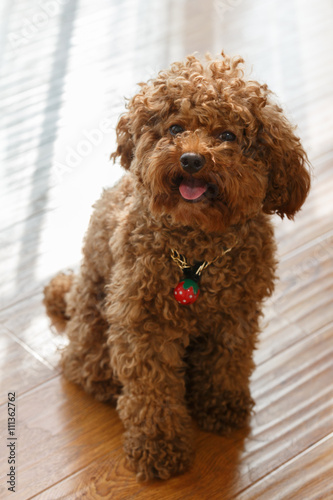 A brown poodle