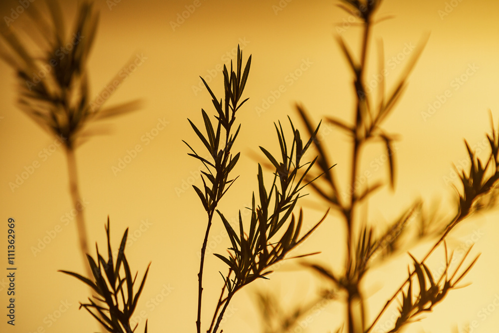 sunset, sunrise and silhouettes of branches and leaves sunset, sunrise and silhouettes of branches and leaves