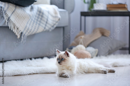 Color-point cat lying on a ...