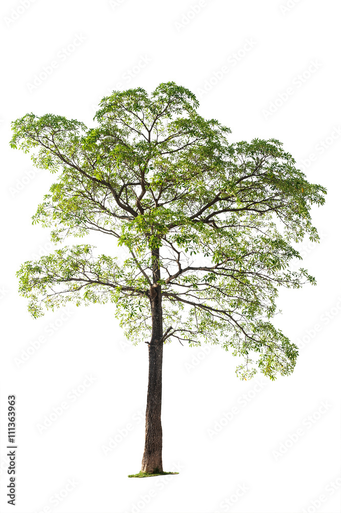 Obraz premium Tropical tree with branch isolated