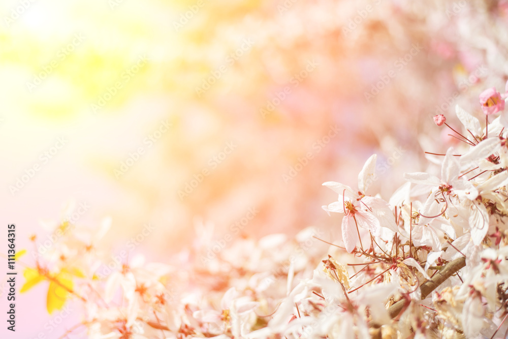 Cassia bakeriana tree Stock-Foto | Adobe Stock