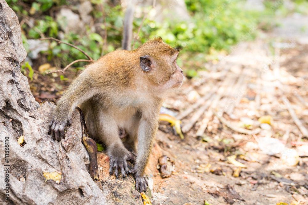 Fototapeta premium Long-tailed Macaque Monkey in the forest