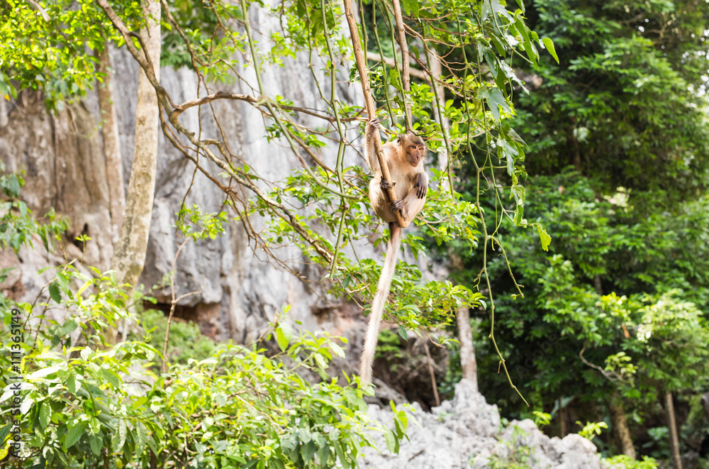 Long-tailed Macaque Monkey in the forest Long-tailed Macaque Monkey in the forest