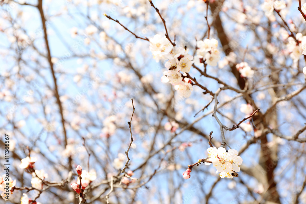 Blossoming apricot tree