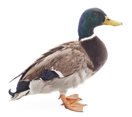 Wild duck.