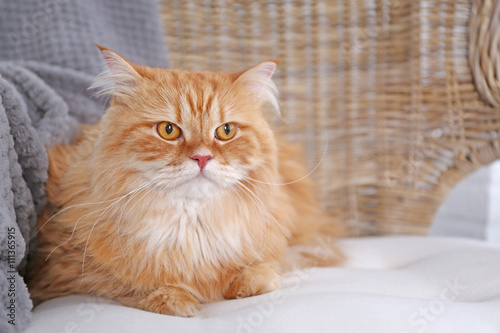 Fototapeta Naklejka Na Ścianę i Meble -  Cute ginger cat on chair