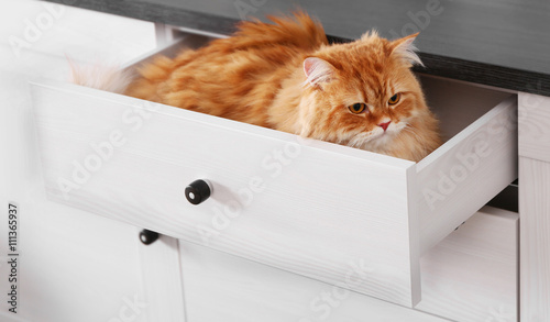 Cute ginger cat in chest of...