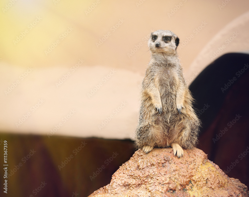 Fototapeta premium Meerkat standing on the stone