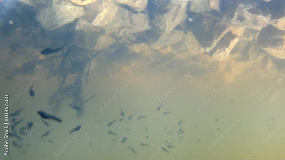 Unterwasseraufnahme von Kaulquappen in einem Teich Unterwasseraufnahme von Kaulquappen in einem Teich