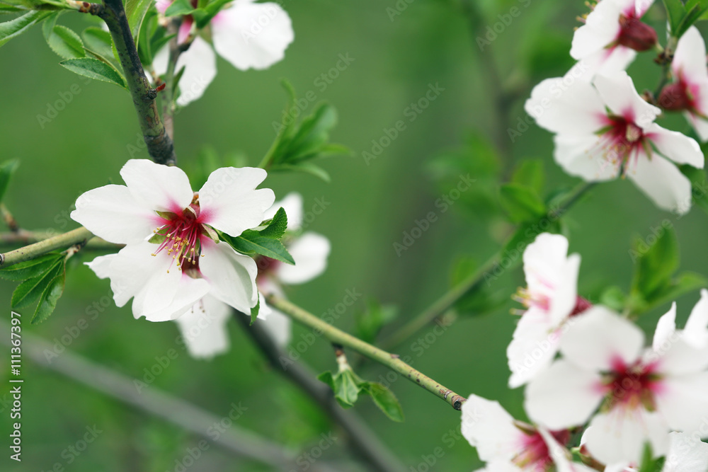 Obraz premium Beautiful spring blossoming tree