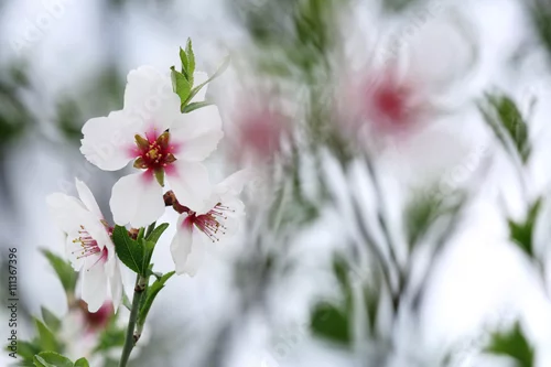 Obraz kwitnące kwiatki na wiosnę
