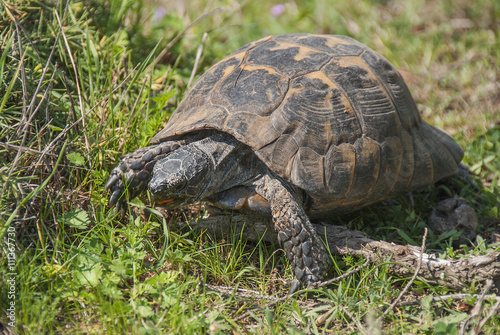 Wild terrestrial tortoise eating grass