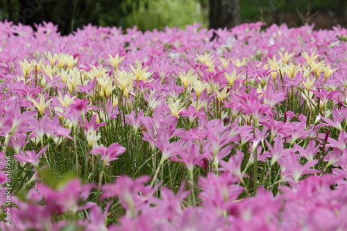 Yellow And Pink Rain Lily Flower Blooming Through the Field