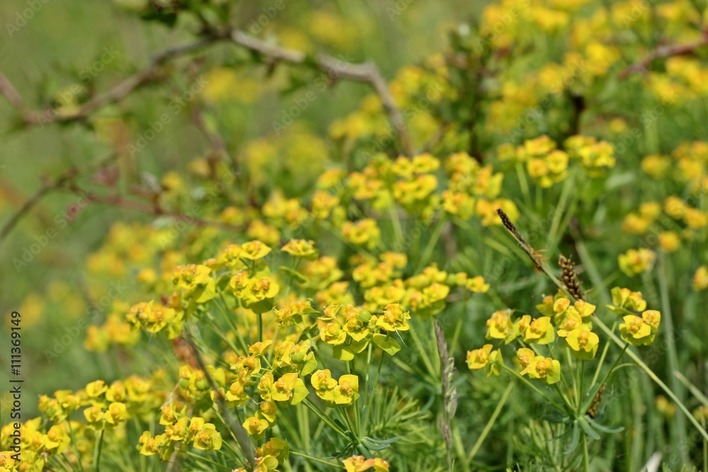 Euphorbia cyparissias (Zypressen-Wolfsmilch) auf Kalkmagerrasen
Euphorbia cyparissias (Zypressen-Wolfsmilch) auf Kalkmagerrasen