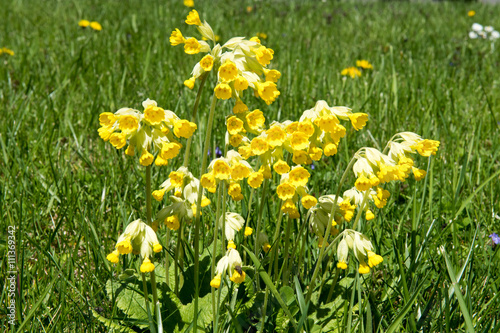 primroses in the meadow