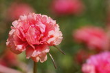 Portulaca, Moss Rose, Sun plant, Sun Rose flower closeup