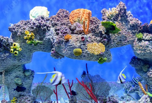 Exotic underwater world of shallow water coral reef