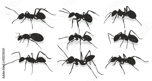 Silhouettes of ants.  © designer_an