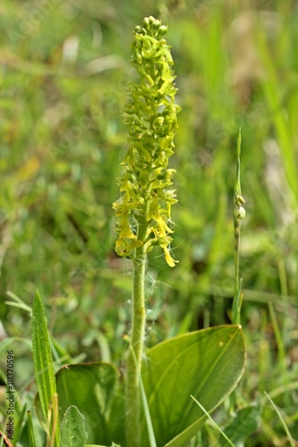 Fototapeta Naklejka Na Ścianę i Meble -  Großes Zweiblatt (Listera ovata)