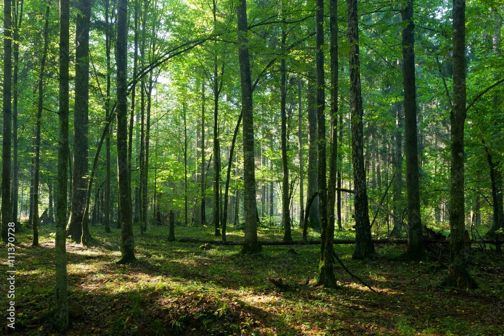 Fototapeta Liściaste drzewostanie Puszczy Białowieskiej wiosną