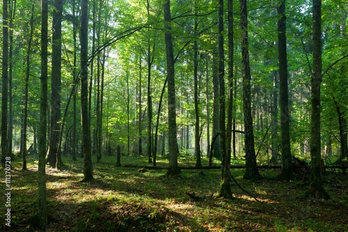 Deciduous stand of Bialowieza Forest in springtime