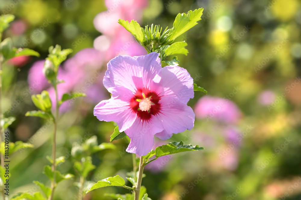 Obraz premium Garten 567