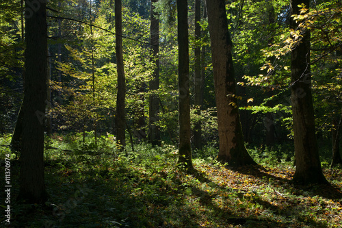Shady deciduous stand of Bialowieza Forest