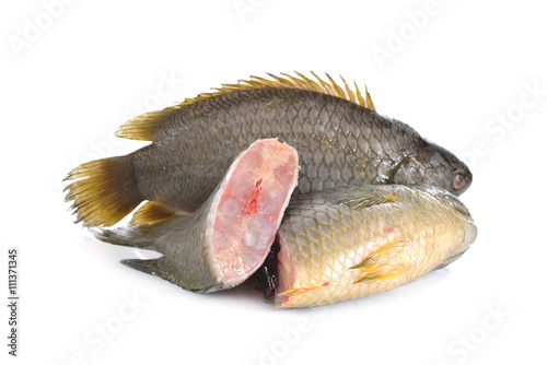 common climbing perch fish or Koi fish on white background © yodaswaj