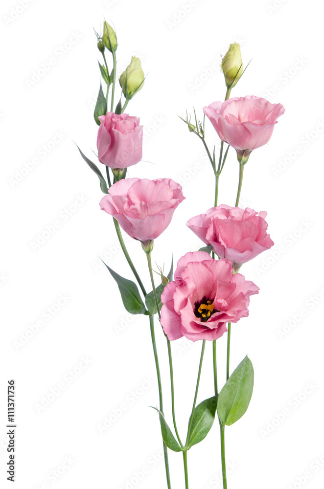 Beautiful pink eustoma flowers isolated on white background Beautiful pink eustoma flowers isolated on white background