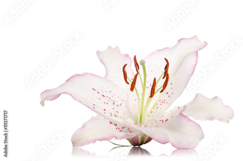 Fototapeta Naklejka Na Ścianę i Meble -  beautiful lily flower isolated on white