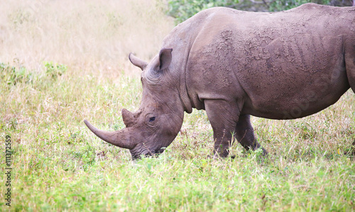 wild rhino in Kruger national park  South Africa.