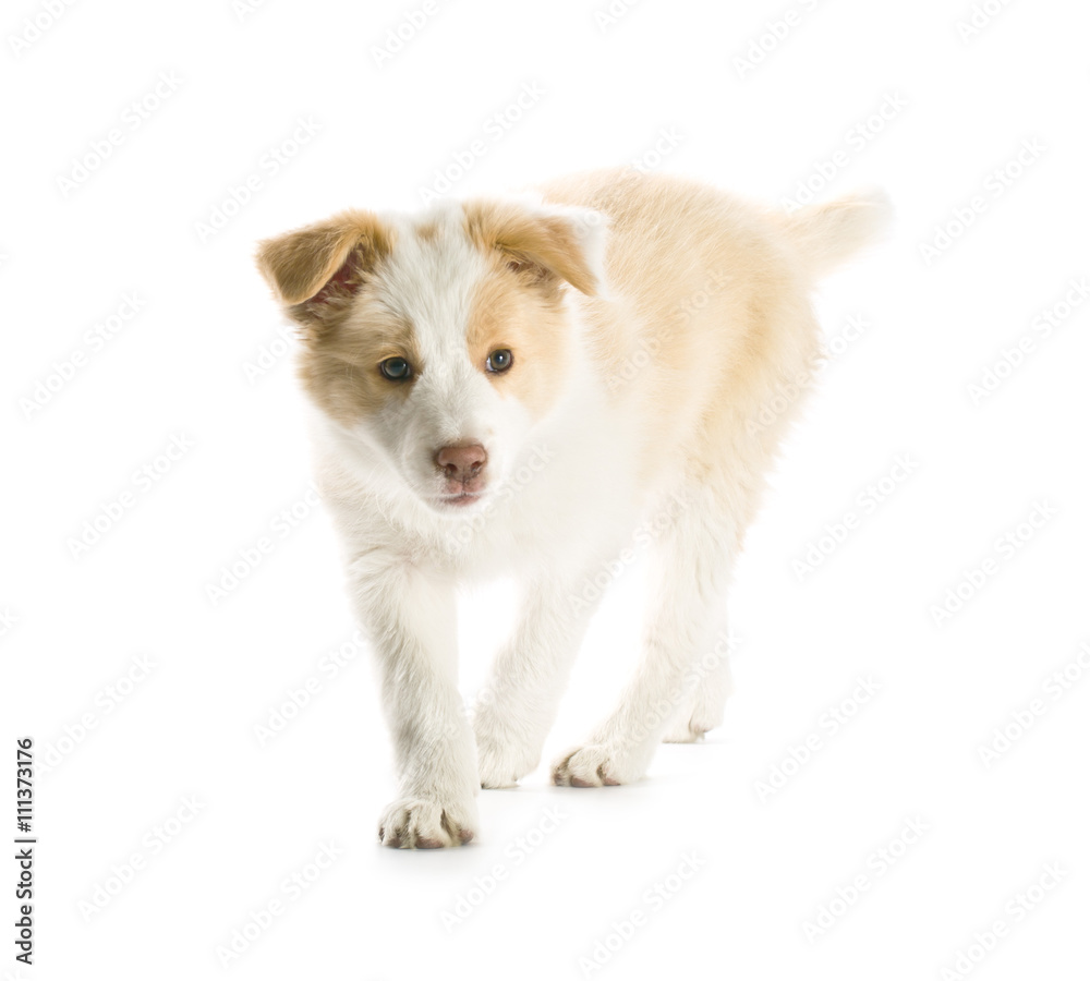 Fototapeta premium Border Collie puppy