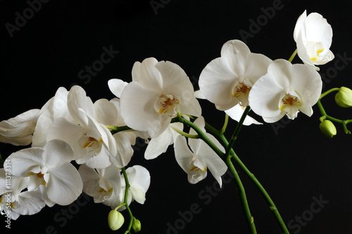 flower of white orchids on a black background