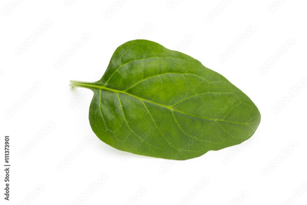 Spinach on the isolated white. Spinach on the isolated white.