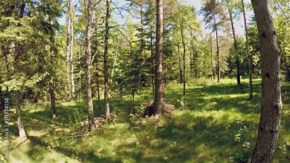 Beautiful sunny forest in spring Beautiful sunny forest in spring