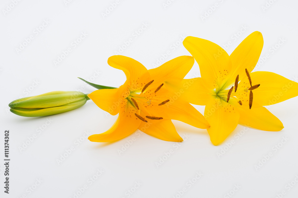 Lily flower with buds on a white background.