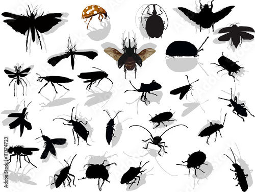 twenty eight insects with shadows on white © Alexander Potapov